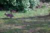 cimg1484_small.jpg