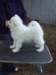 cimg2927_small.jpg