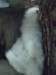 cimg2944_small.jpg