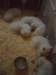 cimg2962_small.jpg