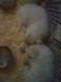 cimg2963_small.jpg