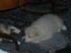 cimg2980_small.jpg