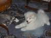 cimg2982_small.jpg