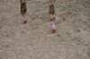 dsc_0011_small.jpg