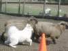 september2009078_small.jpg