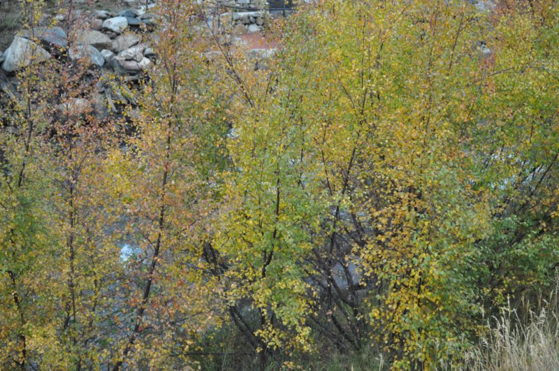 dsc_0146.jpg