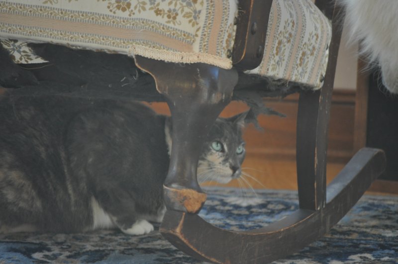 dsc_0068.jpg